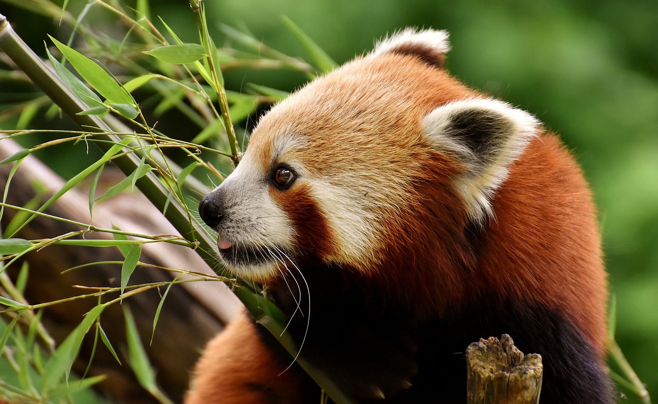 Dev Panda Çifti ABD'ye Yolculuk Yaptı