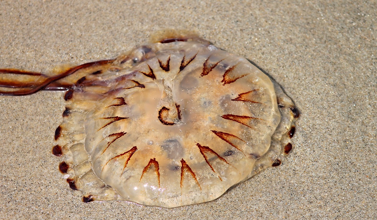 Pusula Denizanası Özellikleri