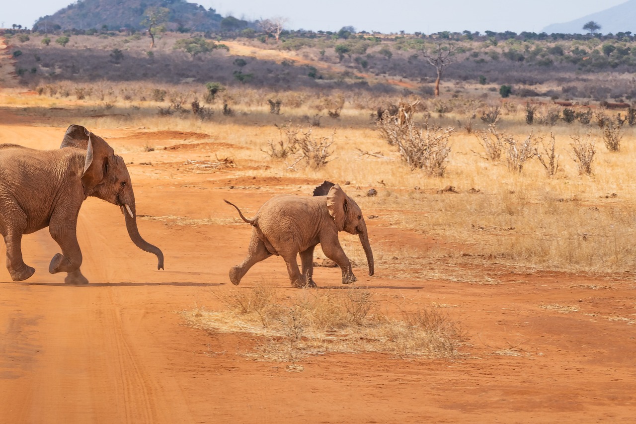 Kenya'da Eş-Şebab Çatışması