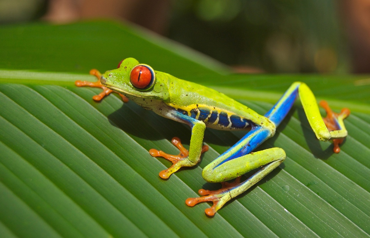 Amphibian Cannibalism: A Disturbing Discovery