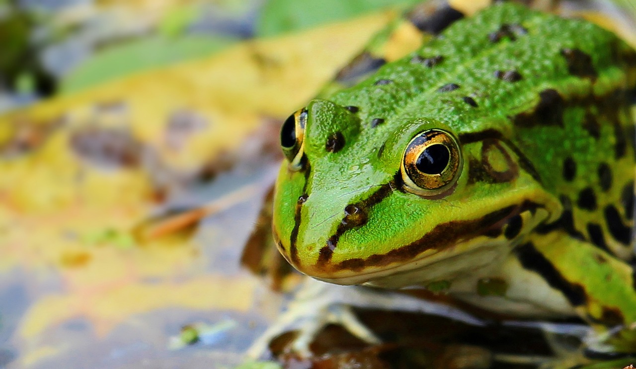 Amphibian Cannibalism: A Disturbing Discovery