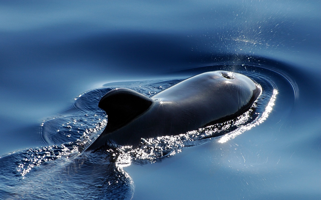 Descubrimiento de la ballena más rara del mundo en Nueva Zelanda