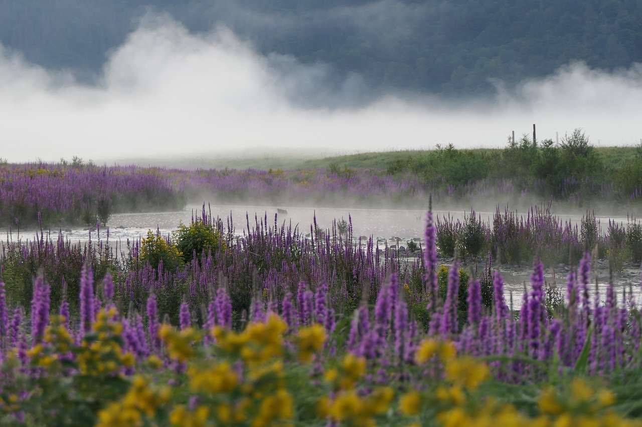 Weeds and Cultural Impact