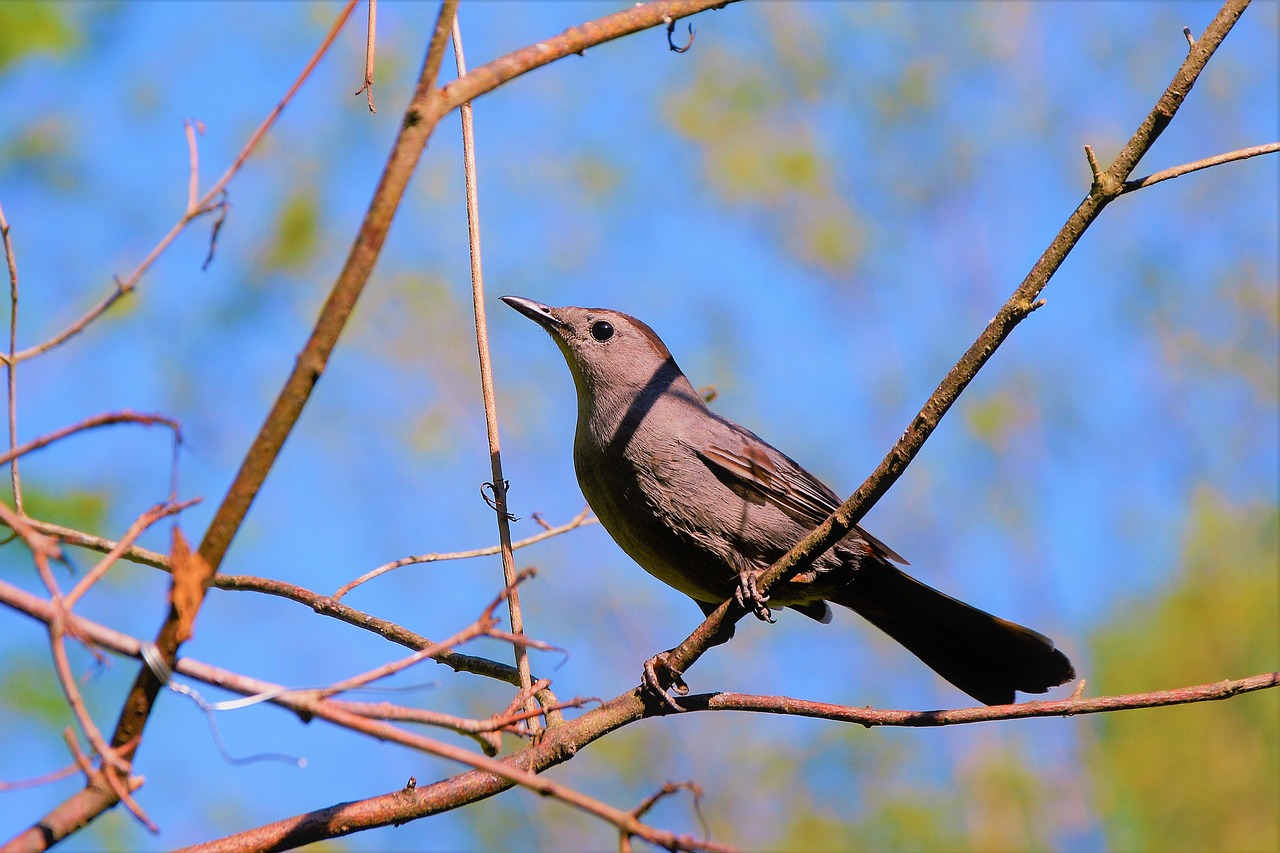 The Story of Catbird: From a Tiny Boutique to a National Brand