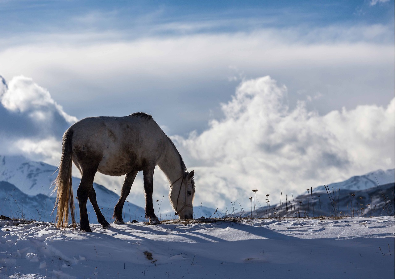 Azerbaijan's Role in the Global Climate Summit