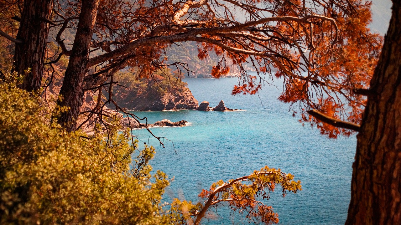 Muğla Milas'ta Yangın Felaketi: Zeytinlikler Yok Oldu