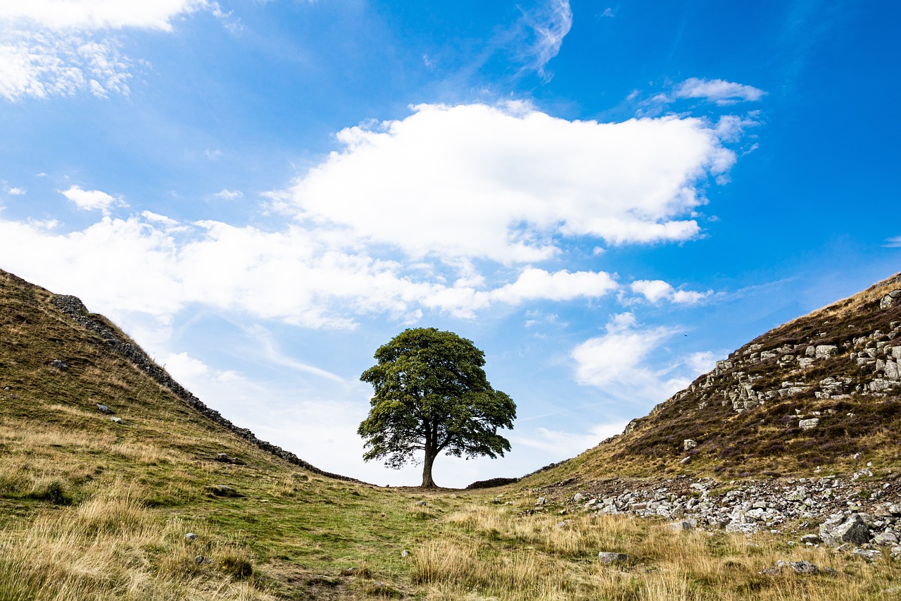 New Life Springs from the Stump of the Iconic Sycamore Gap Tree