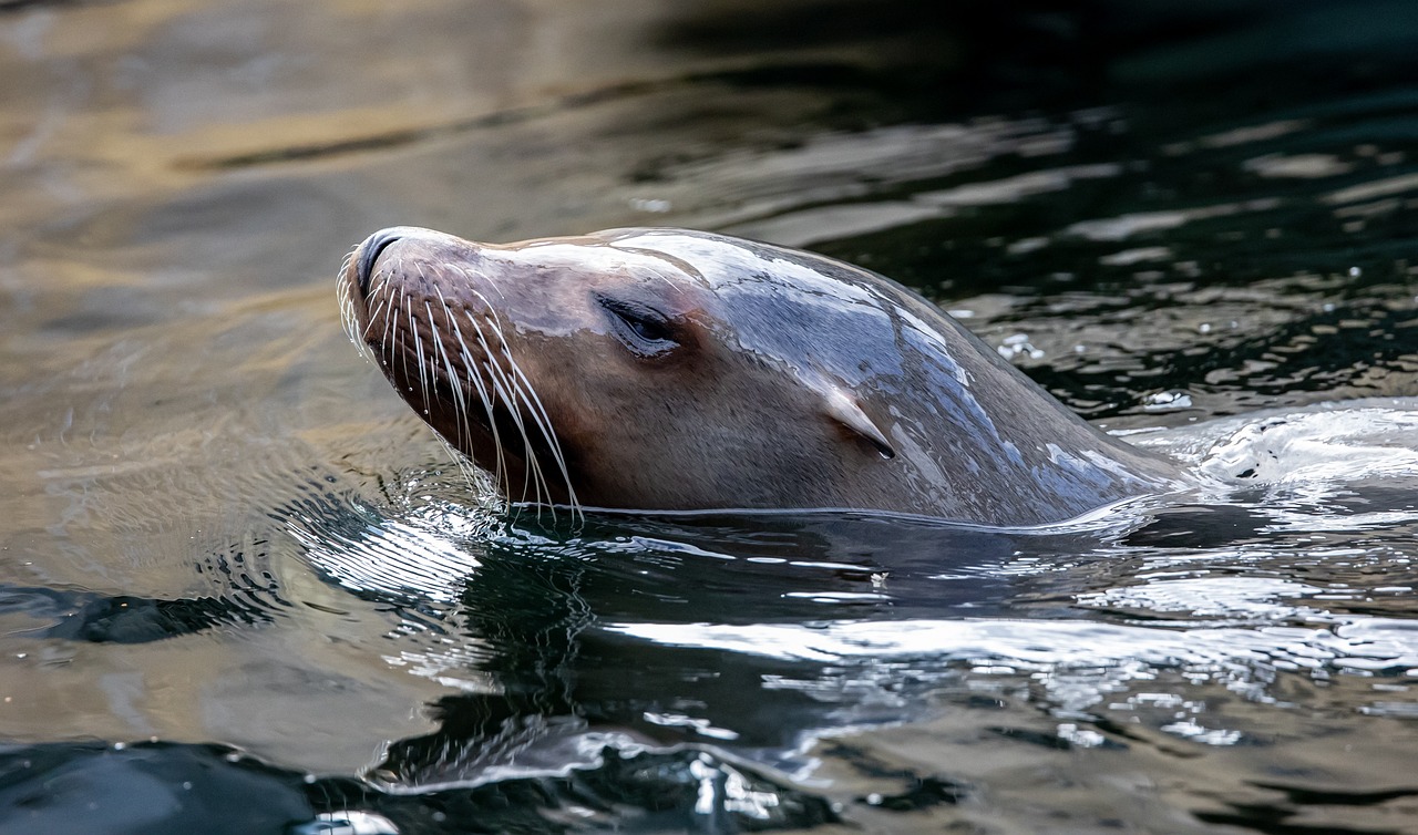 Sea Lions as Underwater Researchers: Exploring Uncharted Ocean Depths