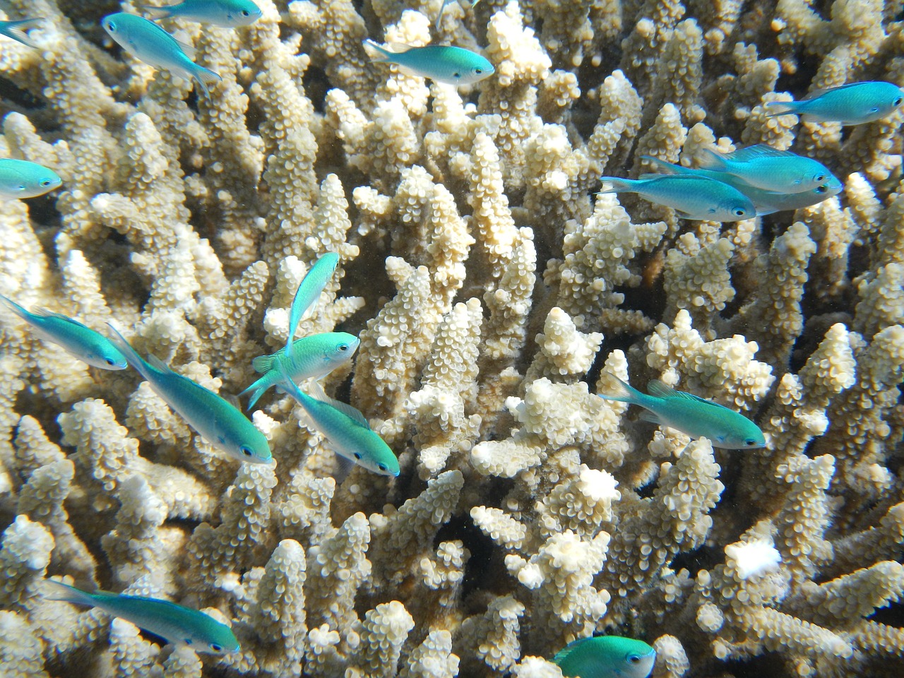 The Future of the Great Barrier Reef: Urgent Action Needed to Combat Climate Change