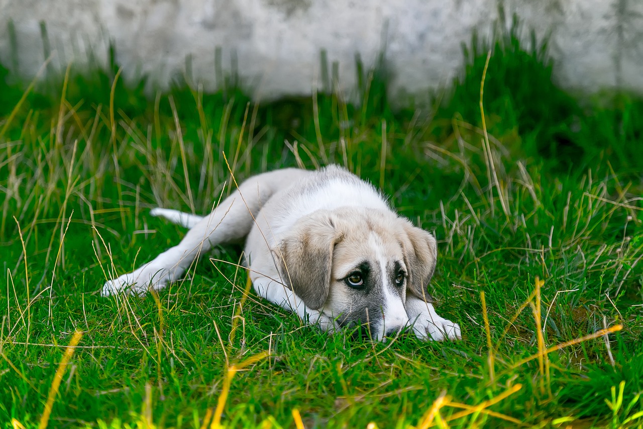 The Complex Relationship Between Stray Dogs and Turkish Society