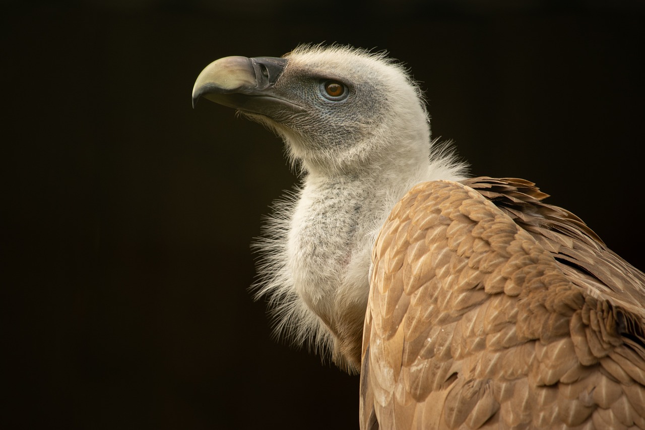 The Impact of Vulture Decline in India