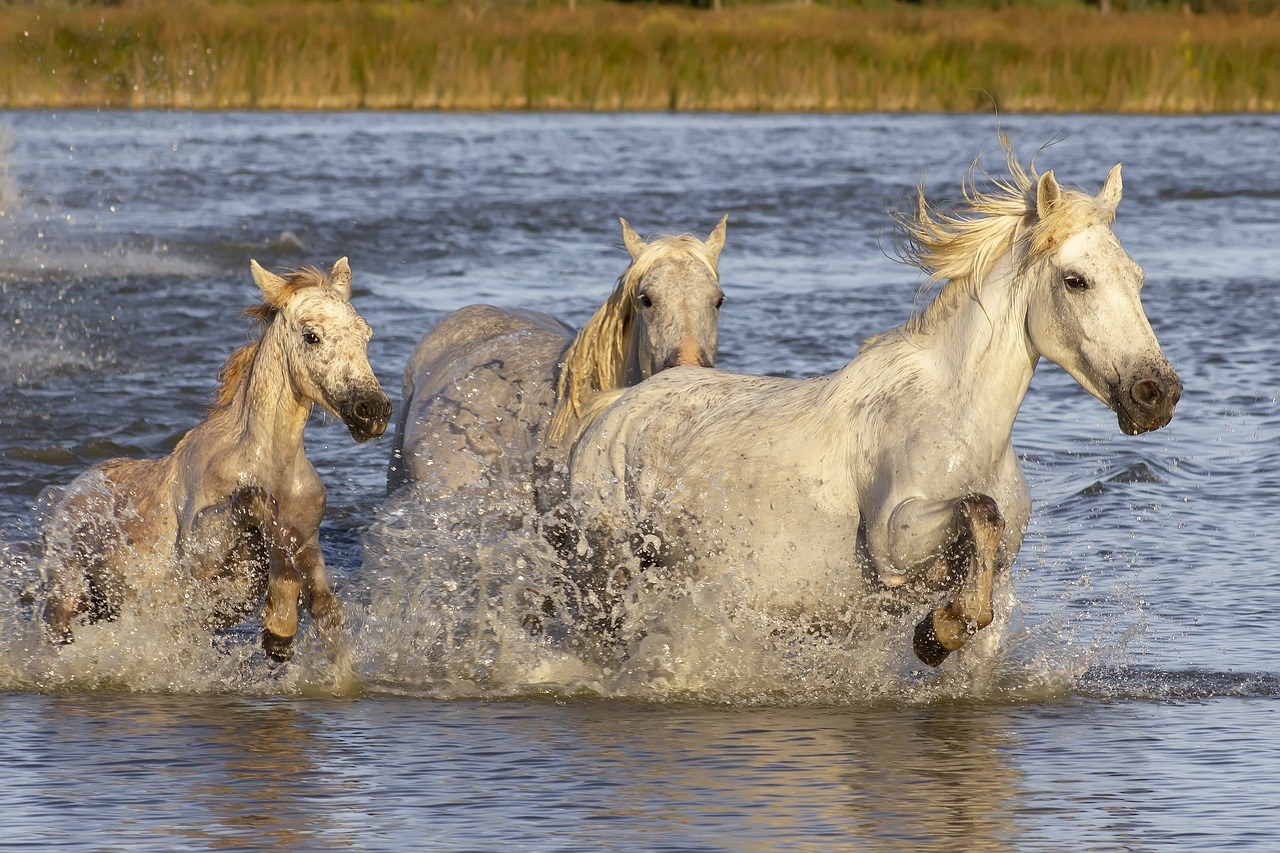 Exploring the Enchanting Camargue: A Natural Paradise