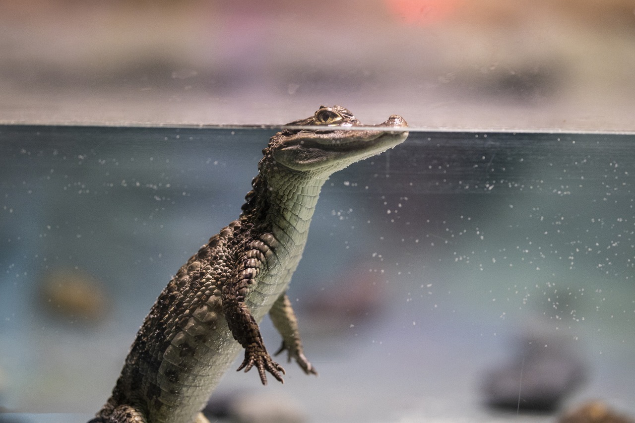 The Grinch, Crocodiles, and Cane Toads: A Unique Ecological Challenge