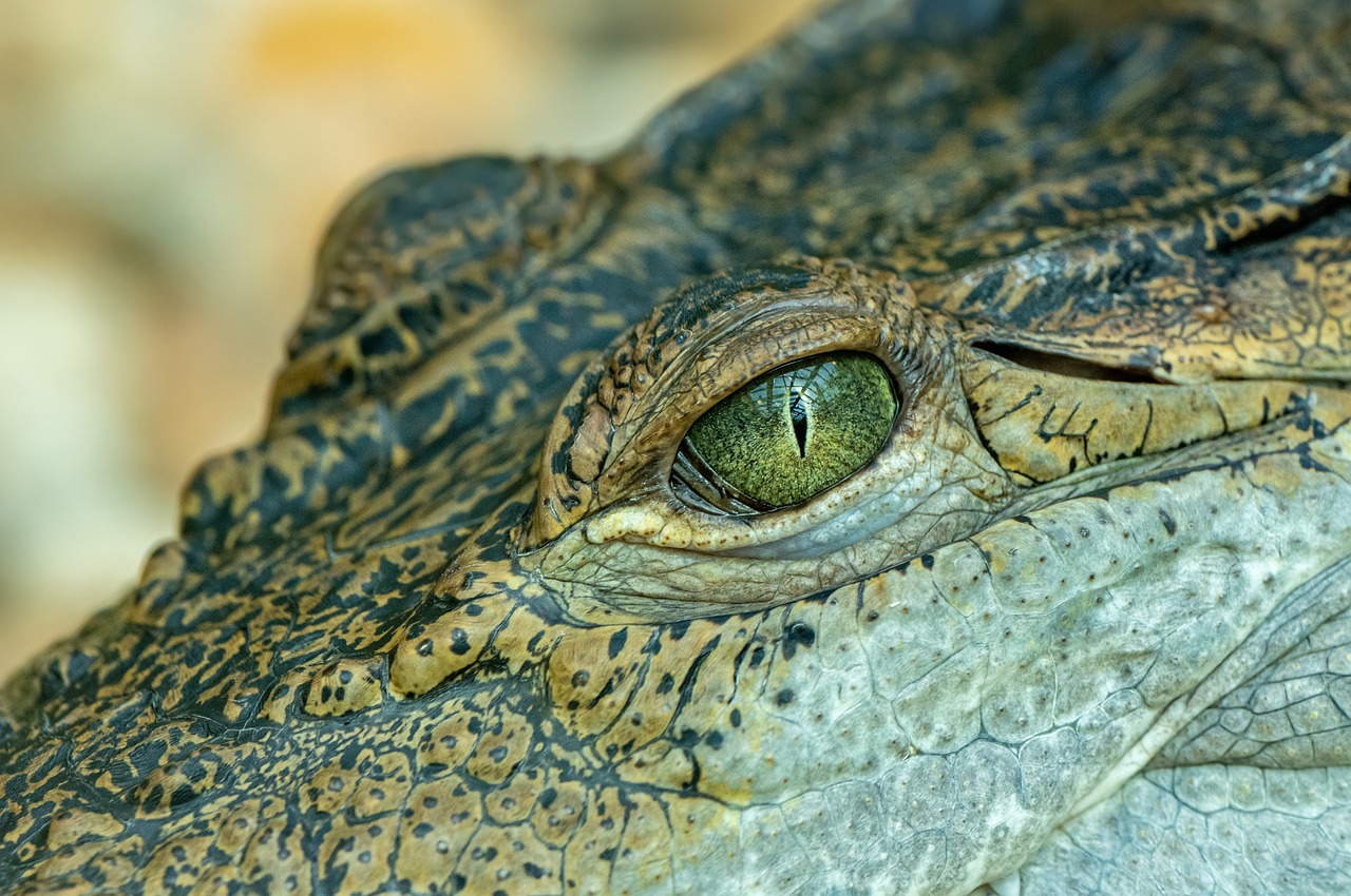 The Grinch, Crocodiles, and Cane Toads: An Ecological Perspective